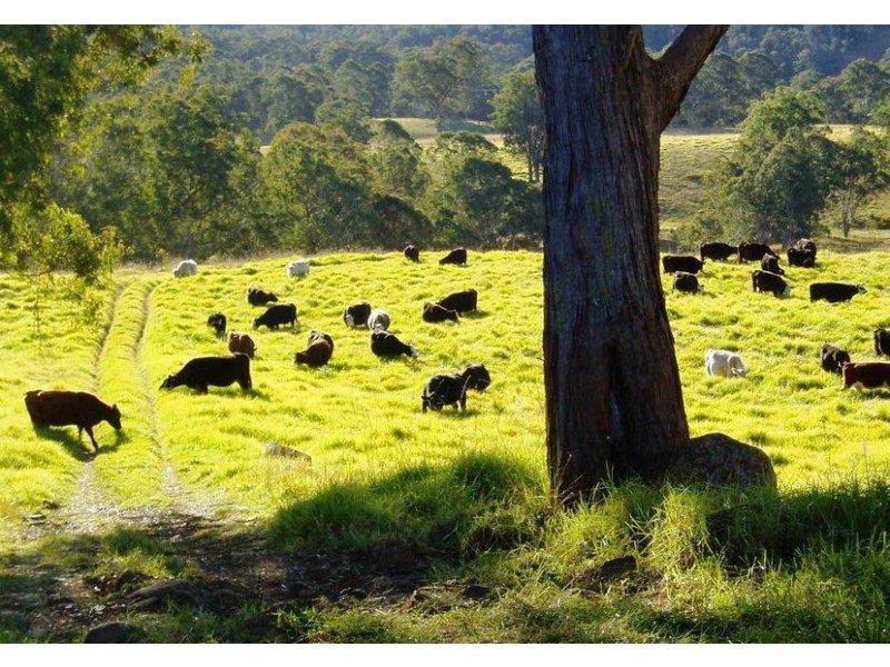 116 Mollydale Road, Tyringham NSW 2453