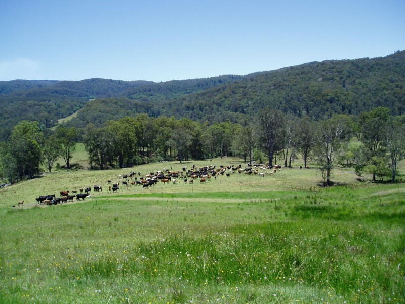 116 Mollydale Road, Tyringham NSW 2453