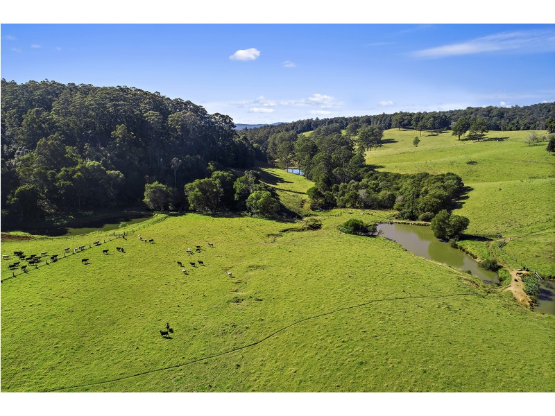 370 Schultz Road, Dorrigo NSW 2453