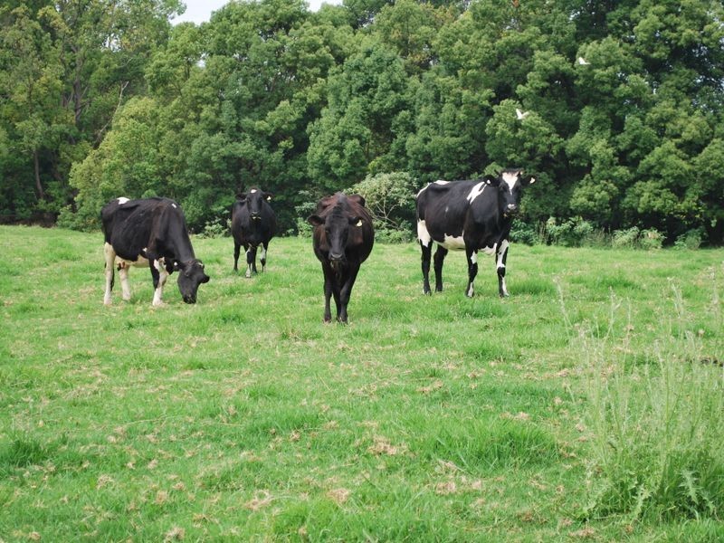 63 Dairyville Road, Upper Orara NSW 2450