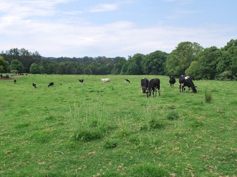 63 Dairyville Road, Upper Orara NSW 2450