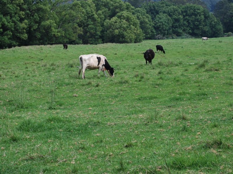 63 Dairyville Road, Upper Orara NSW 2450