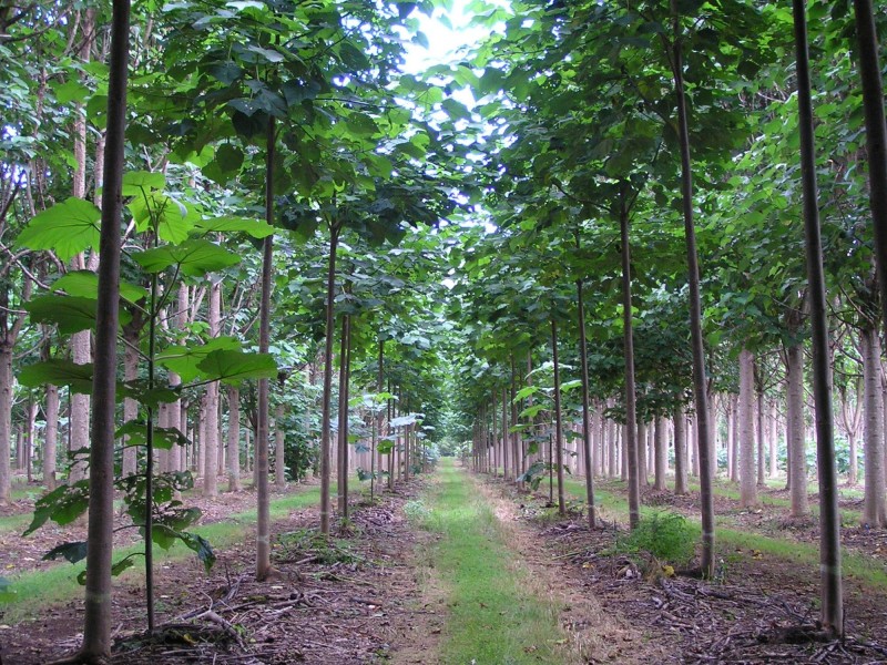 1604 Orara Way, Nana Glen NSW 2450