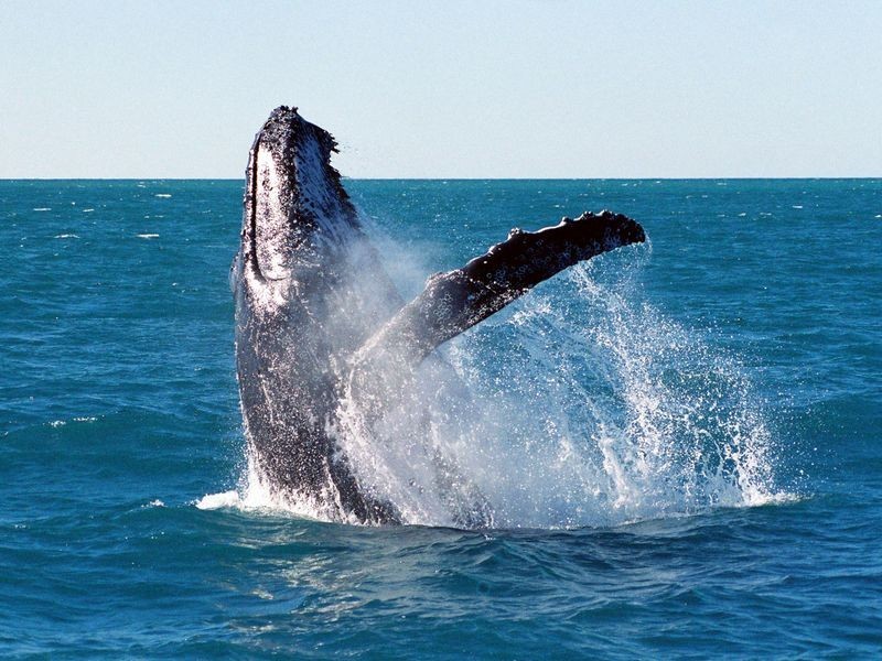 Lot 26 Ocean Front Drive, Sapphire Beach NSW 2450