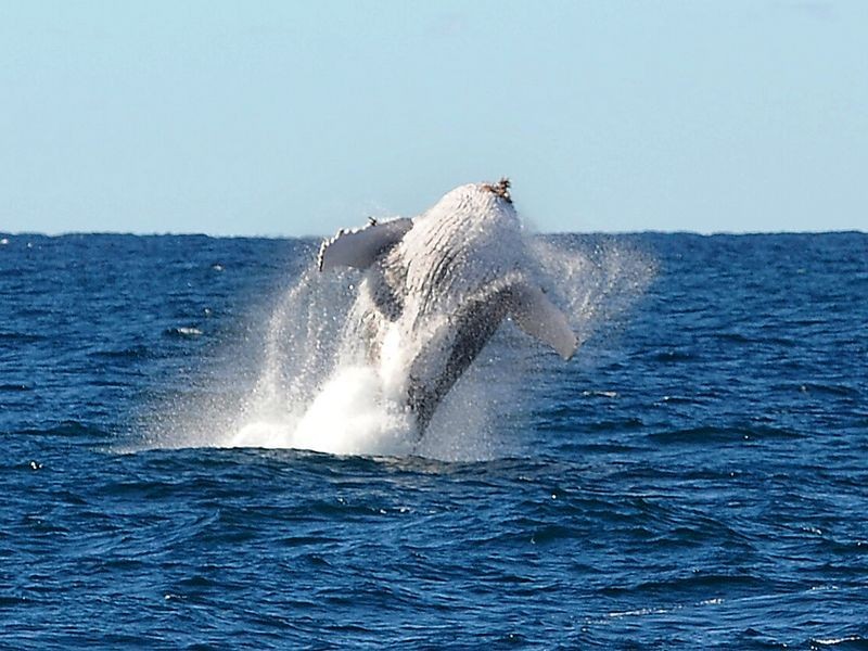 38/740-742 Pacific Highway, Sapphire Beach NSW 2450