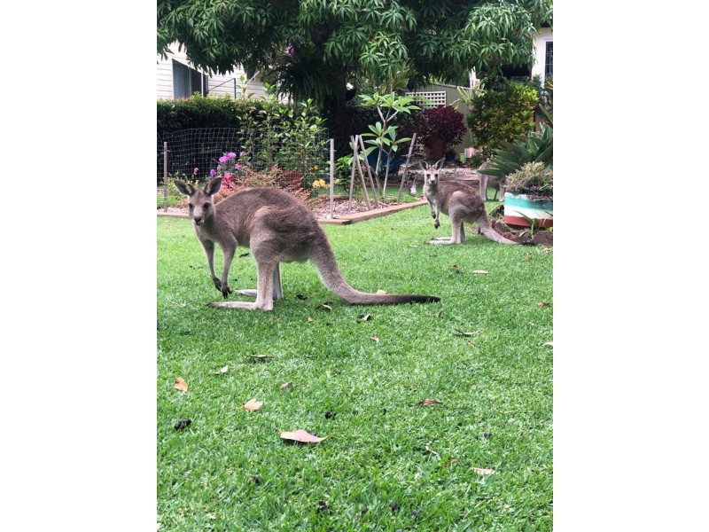 22 Kingfisher Crescent, Arrawarra NSW 2456