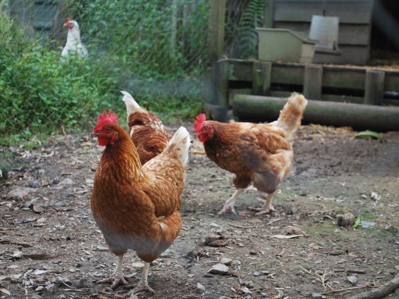 9 Overlander Road, Moonee Beach NSW 2450