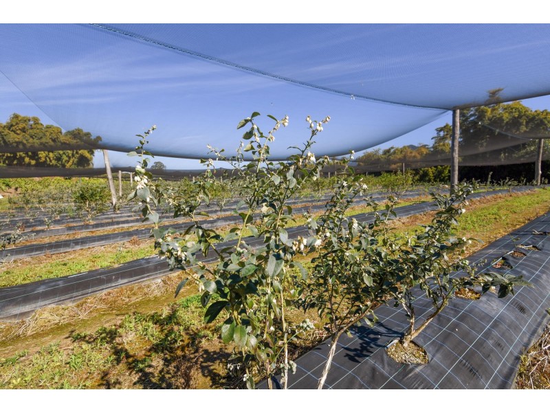 308 Pine Creek Way, Bonville NSW 2441