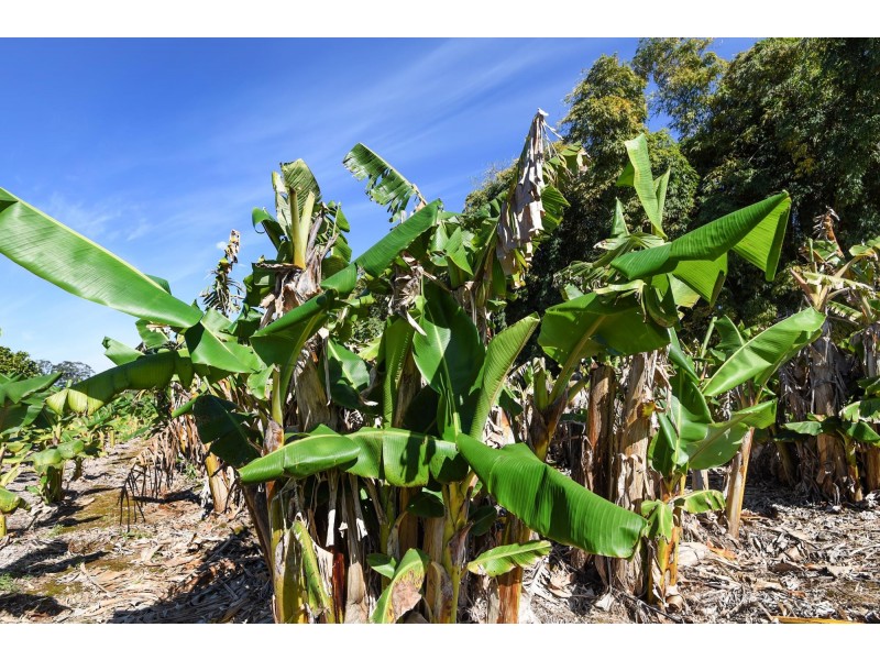 308 Pine Creek Way, Bonville NSW 2441