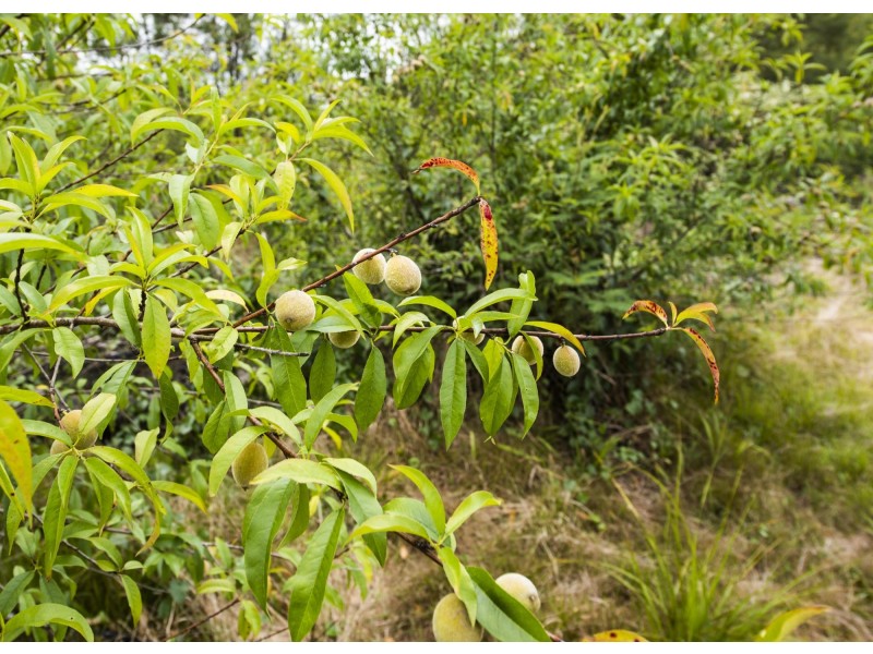 470 Parker Road, Wells Crossing NSW 2460