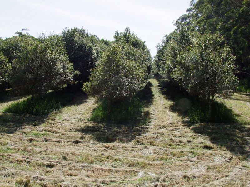 148 Osprey Drive, Urunga NSW 2455