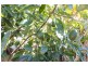 115c Bennetts Road, Coffs Harbour NSW 2450