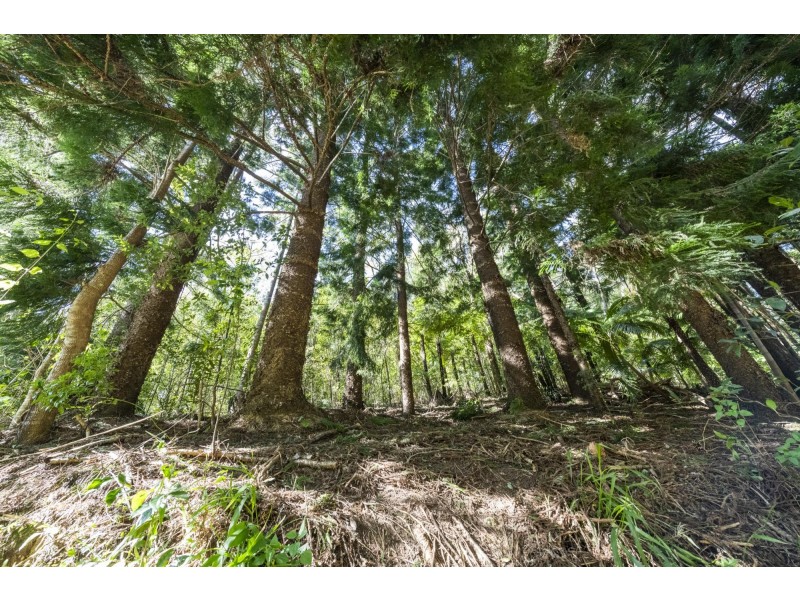 364 Dairyville Road, Upper Orara NSW 2450