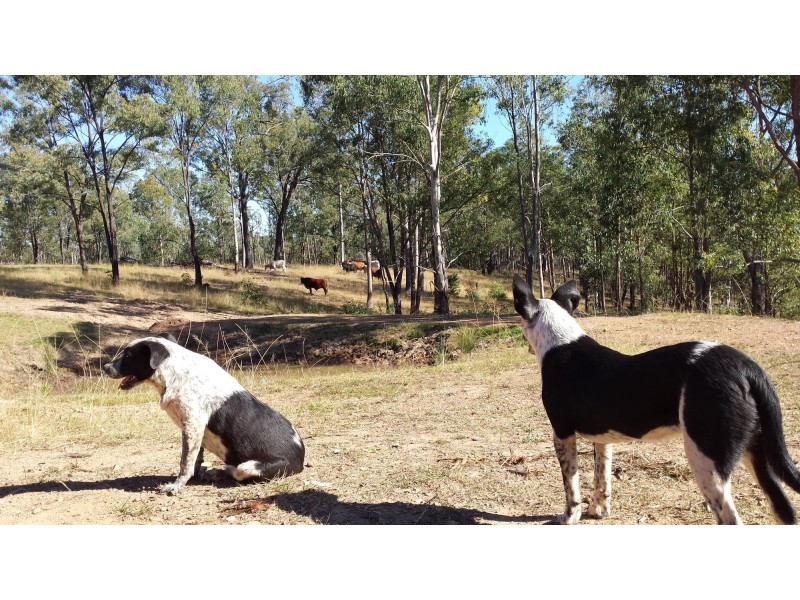 300 Doboy Road, Buccarumbi NSW 2460