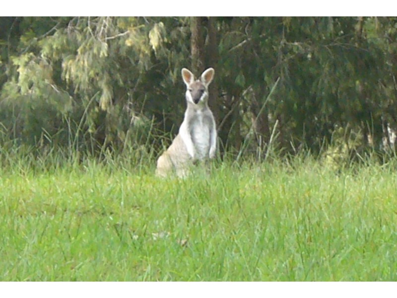 300 Doboy Road, Buccarumbi NSW 2460