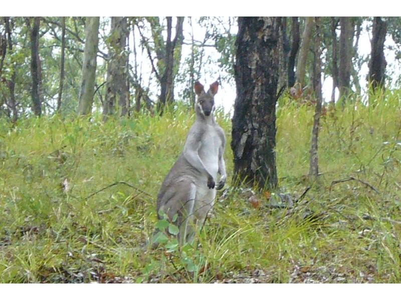 300 Doboy Road, Buccarumbi NSW 2460