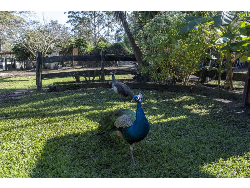 239 Waihou Forest Road, Glenreagh NSW 2450