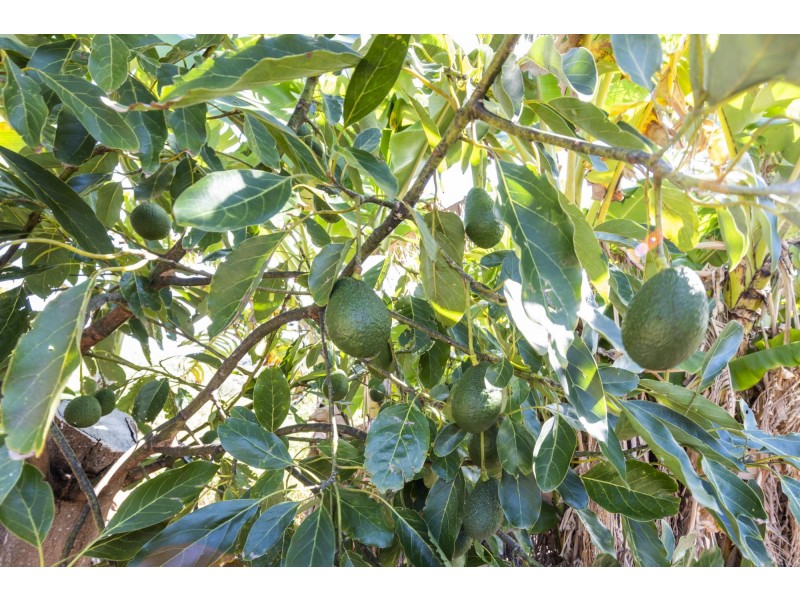 115B – 115 Bennets Road, Coffs Harbour NSW 2450