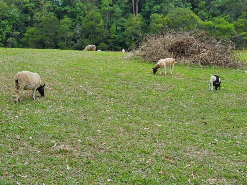 1111 South Arm Road, Brierfield NSW 2454