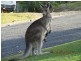 3 Killawarra Close, Safety Beach NSW 2456