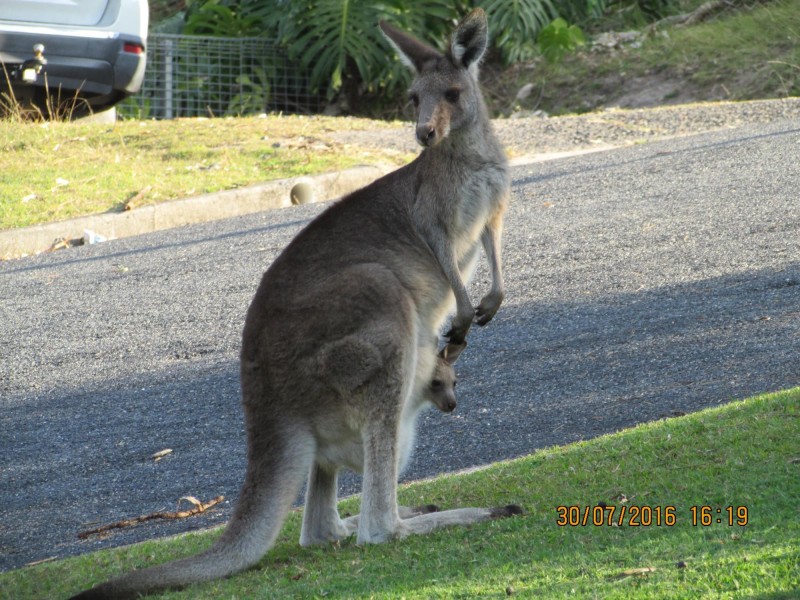 3 Killawarra Close, Safety Beach NSW 2456