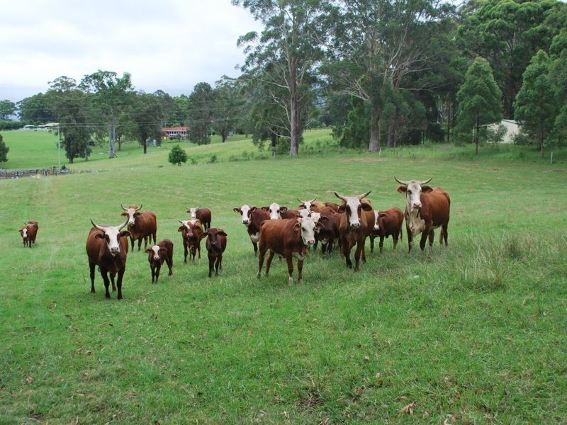 Lot 12 Pine Creek Way, Bonville NSW 2441