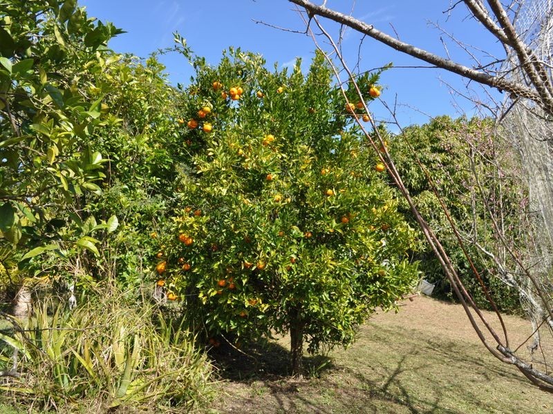 98 Dyers Loop Road, Missabotti NSW 2449