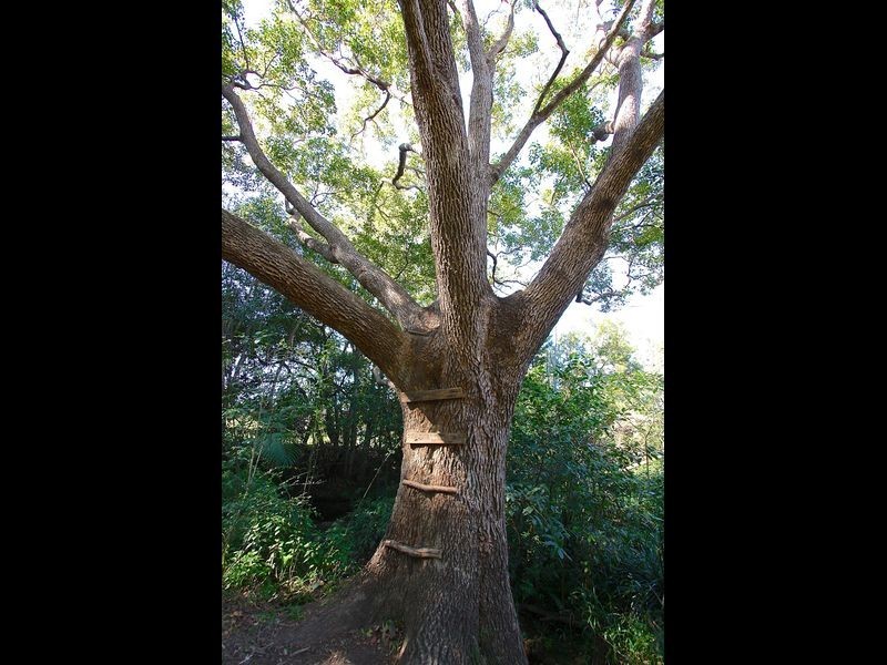 Lot 4 Hampshire Close, Coffs Harbour NSW 2450