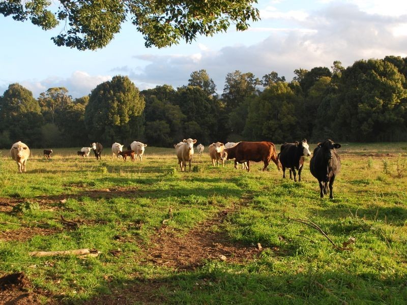 Lot 2 East Bank Road, Nana Glen NSW 2450