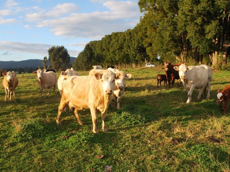 Lot 2 East Bank Road, Nana Glen NSW 2450