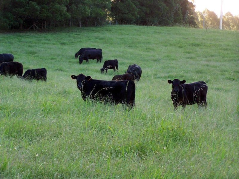 11 Lowanna Road, Lowanna NSW 2450