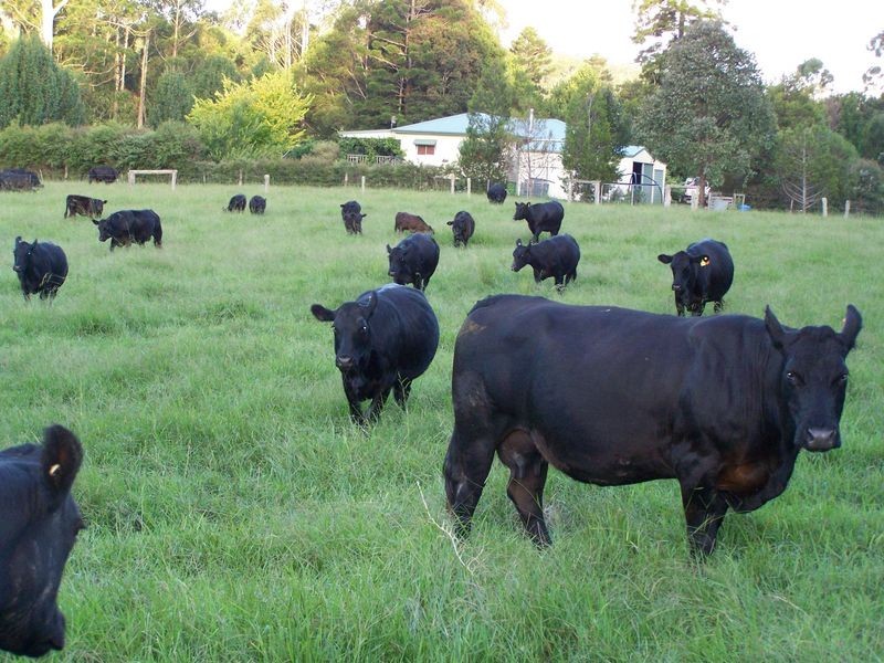 11 Lowanna Road, Lowanna NSW 2450