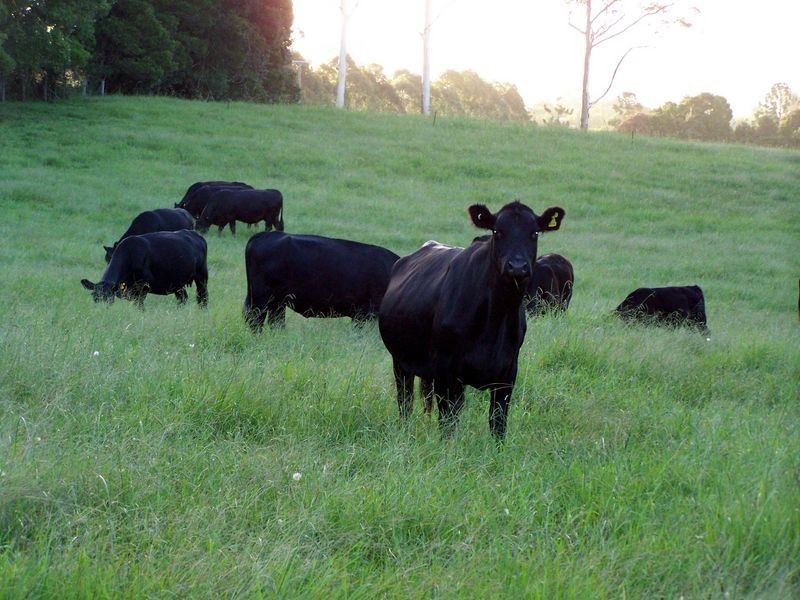 11 Lowanna Road, Lowanna NSW 2450