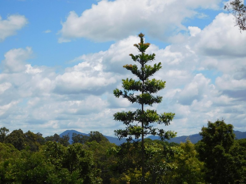 793 Congarinni Road, Macksville NSW 2447