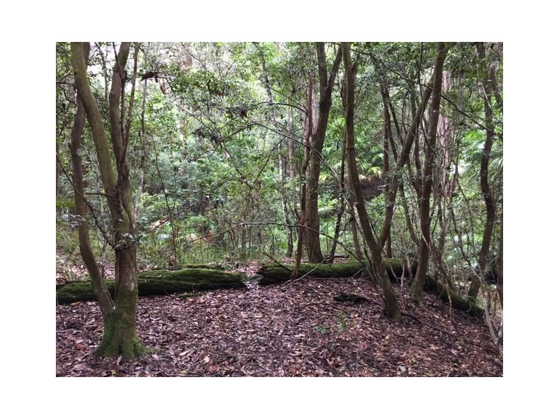 115 Millers Road, Newee Creek NSW 2447