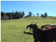 109 Talarm Road, Macksville NSW 2447
