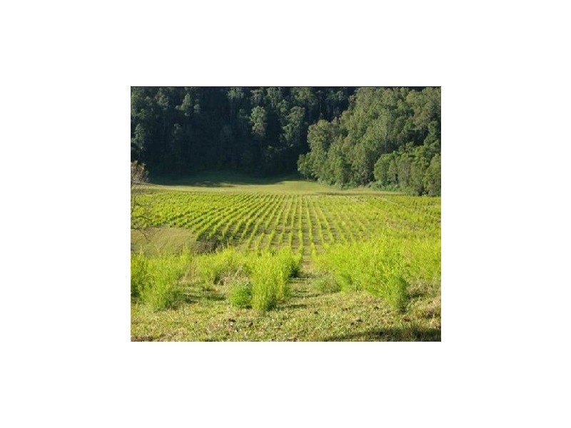 1756 North Arm Road, Argents Hill NSW 2449