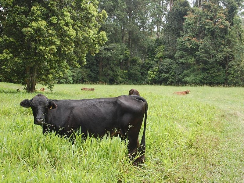 316 Bellingen Street, Bowraville NSW 2449