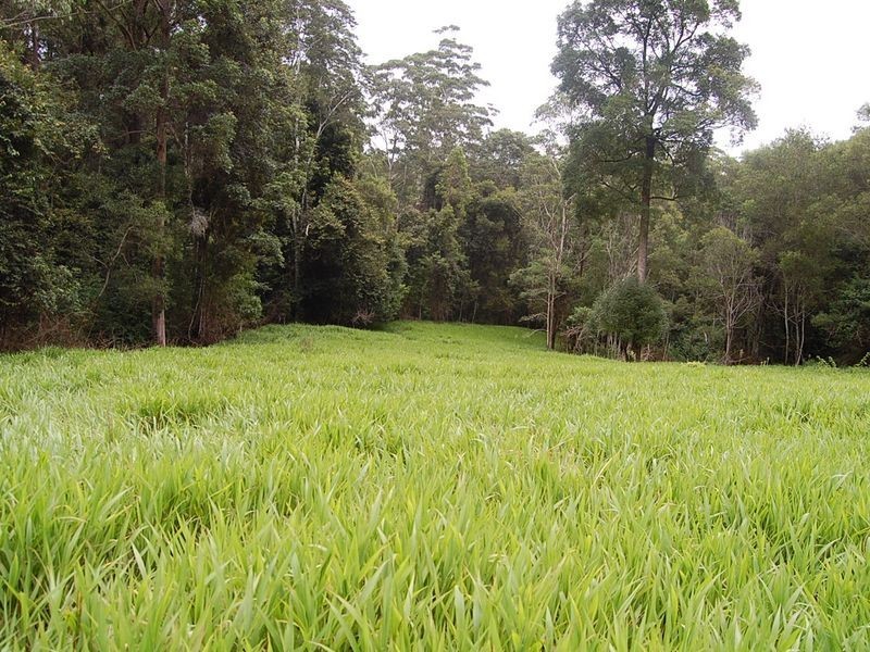 316 Bellingen Street, Bowraville NSW 2449