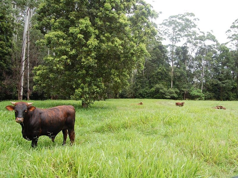 316 Bellingen Street, Bowraville NSW 2449