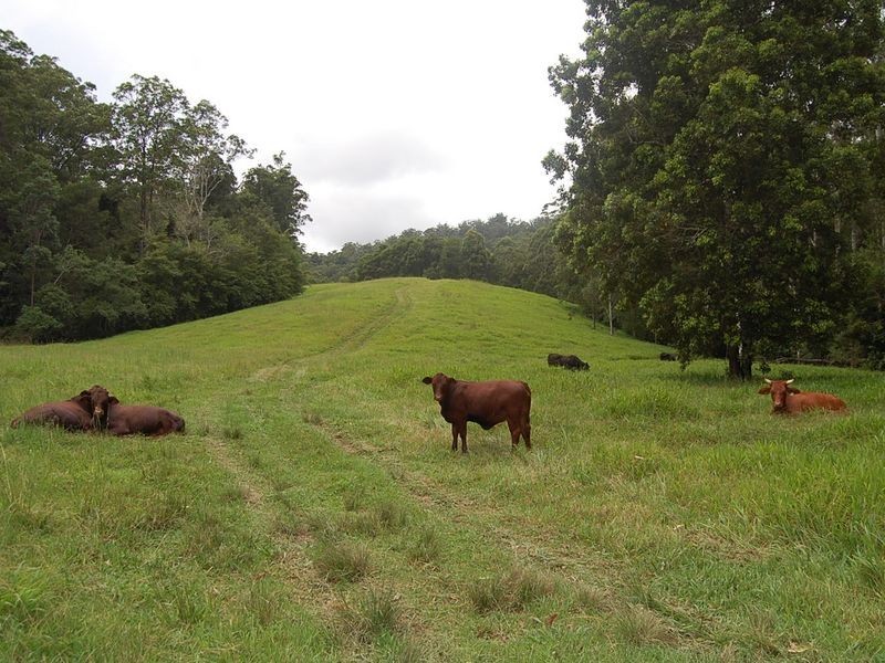 316 Bellingen Street, Bowraville NSW 2449