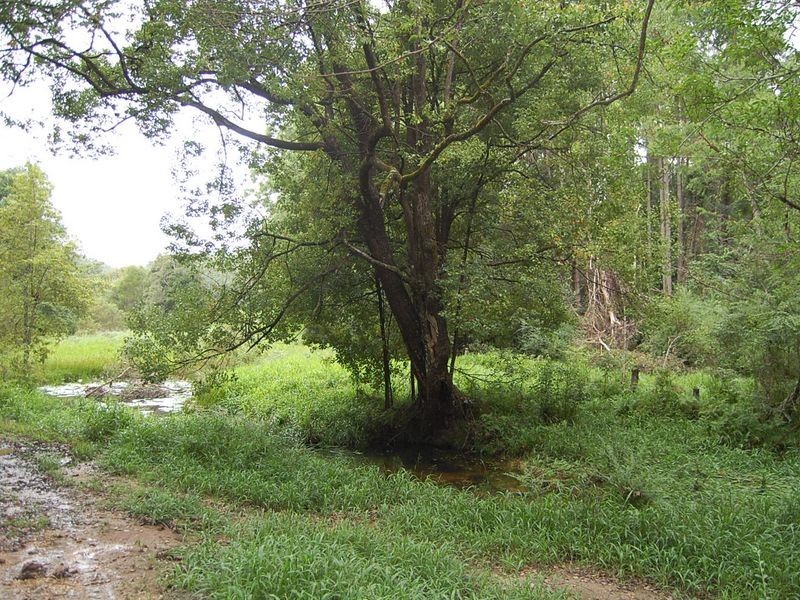 316 Bellingen Street, Bowraville NSW 2449