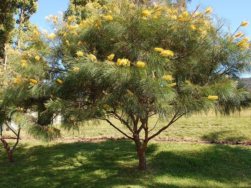 37 Hillview Drive, Macksville NSW 2447