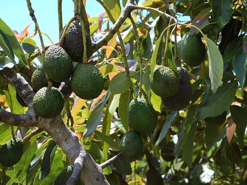 83 Cody’s Road, Valla NSW 2448