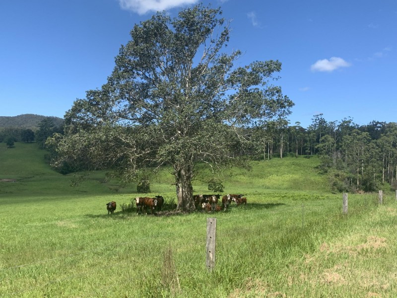 436 Maras Creek Road, Utungun NSW 2447