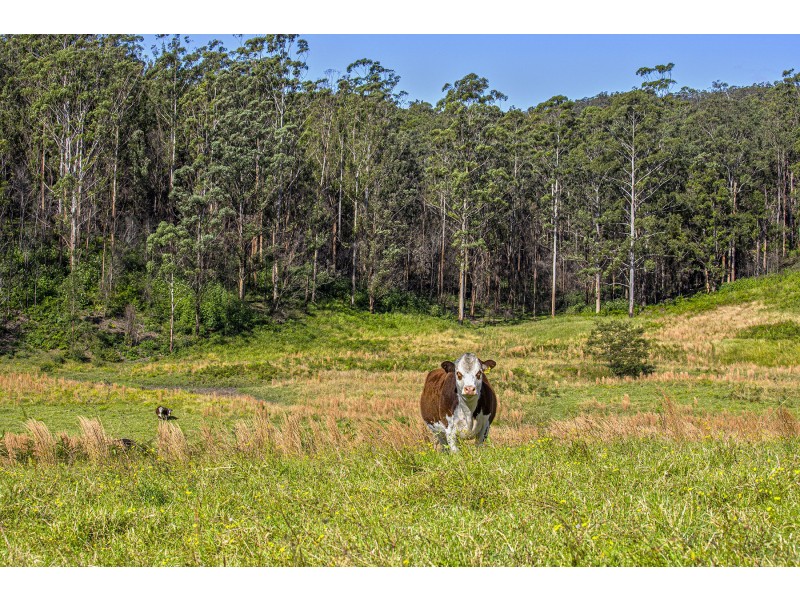 436 Maras Creek Road, Utungun NSW 2447