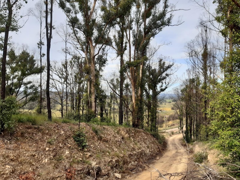 323 Williams Hill Road, Yarranbella NSW 2447