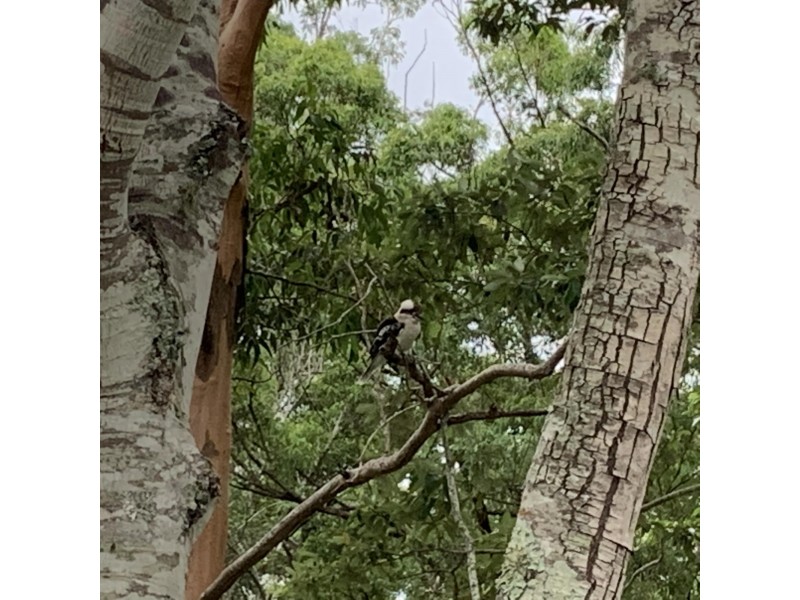 162 Bald Hill Road, Macksville NSW 2447