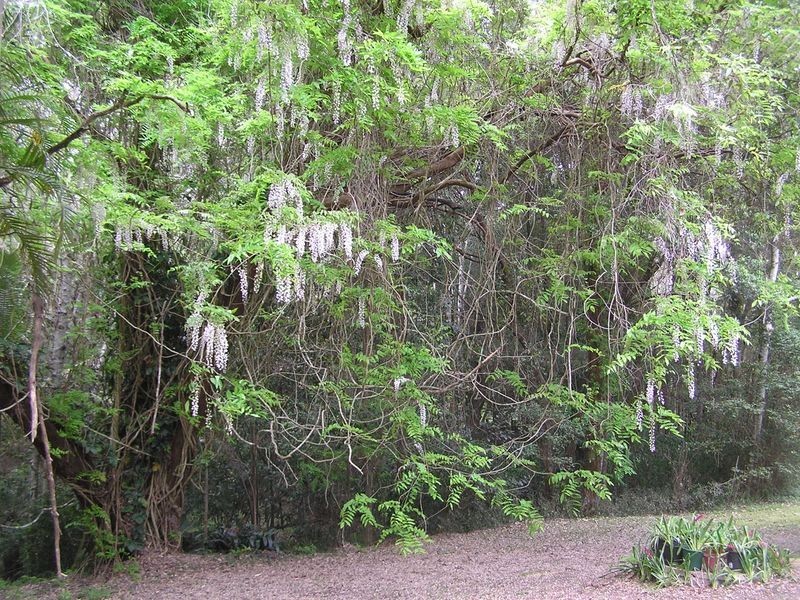 61 Priory Pde, Valla NSW 2448