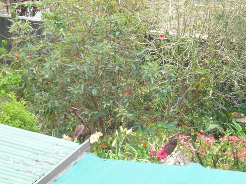 52 Wallace Street, Scotts Head NSW 2447